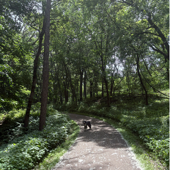 Walking trail